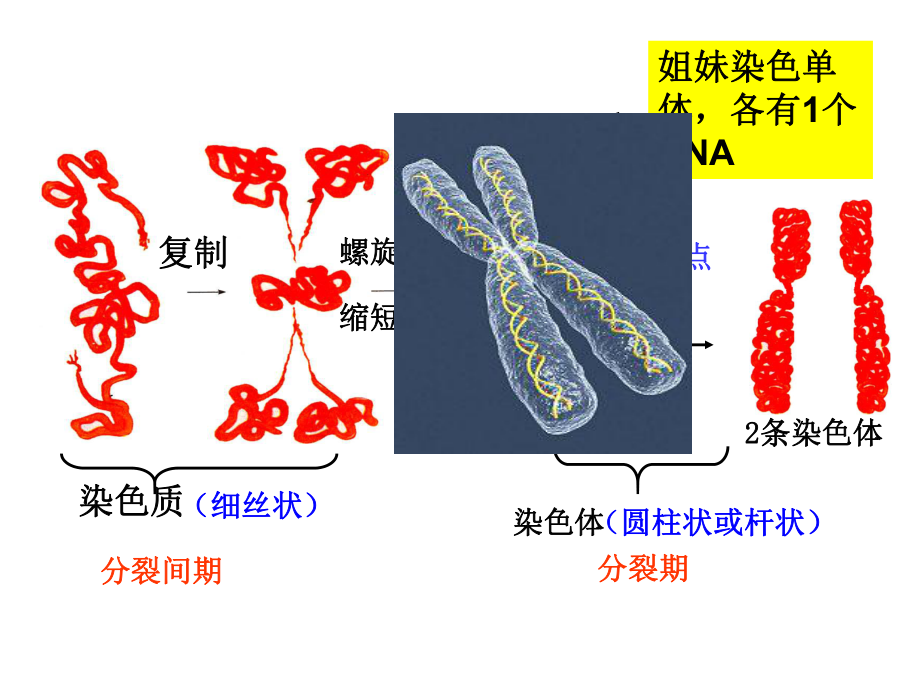 细胞的增殖有丝分裂_第1页