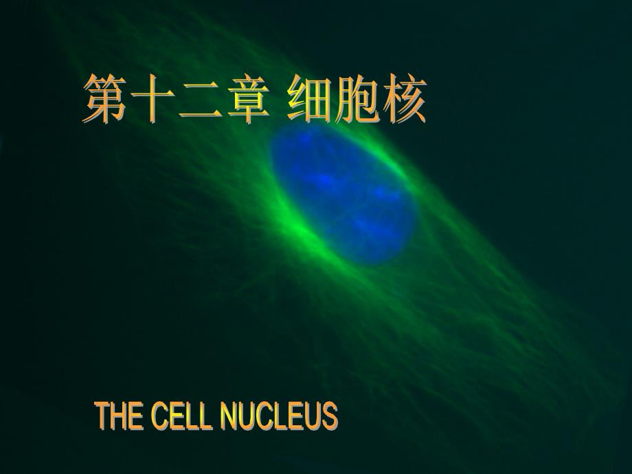 细胞生物学教程第十二章细胞核优秀PPT_第1页