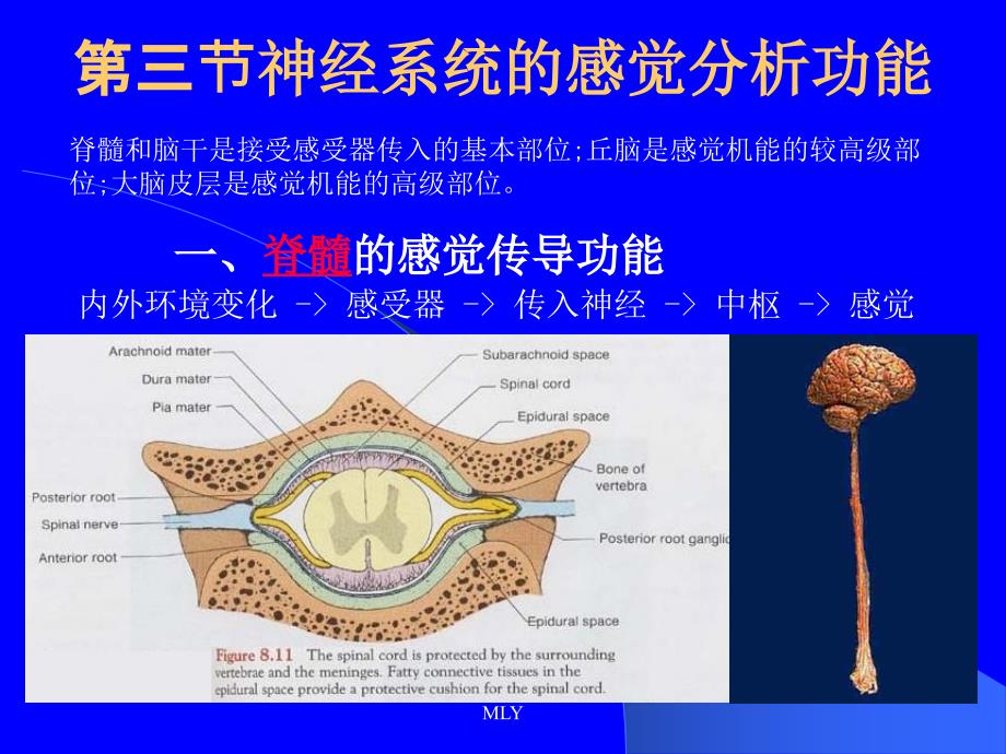 第三节神经系统的感觉分析功能ppt课件_第1页