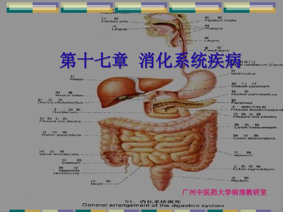 消化系统常见疾病PPT_第1页