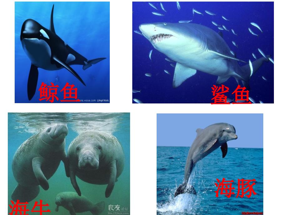 海洋生物图片-幼儿园_第1页