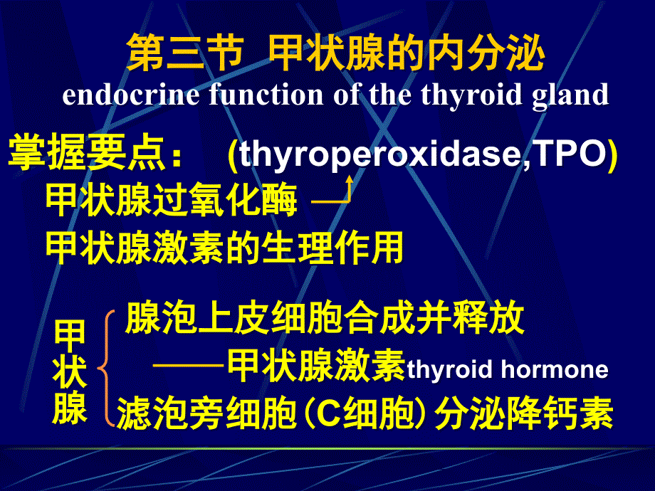 甲状腺的内分泌_第1页