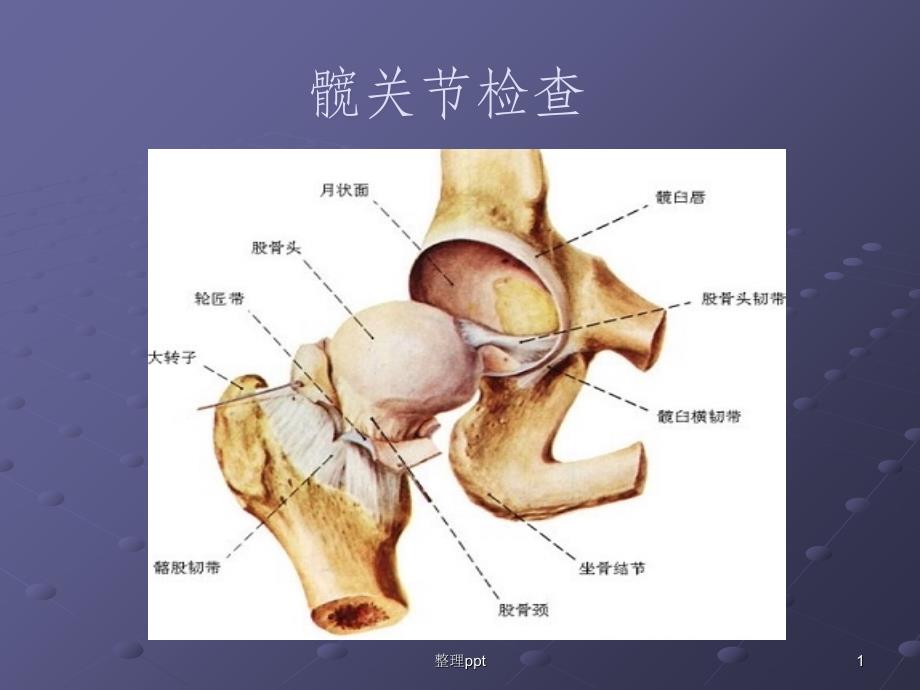 髋关节体格检查课件_第1页