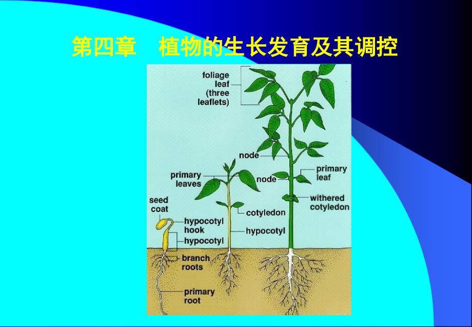 植物的生长发育及其调控_第1页