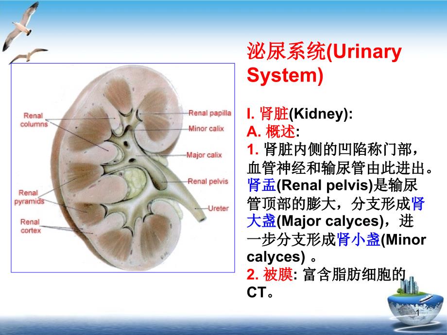 泌尿系统 课件_第1页