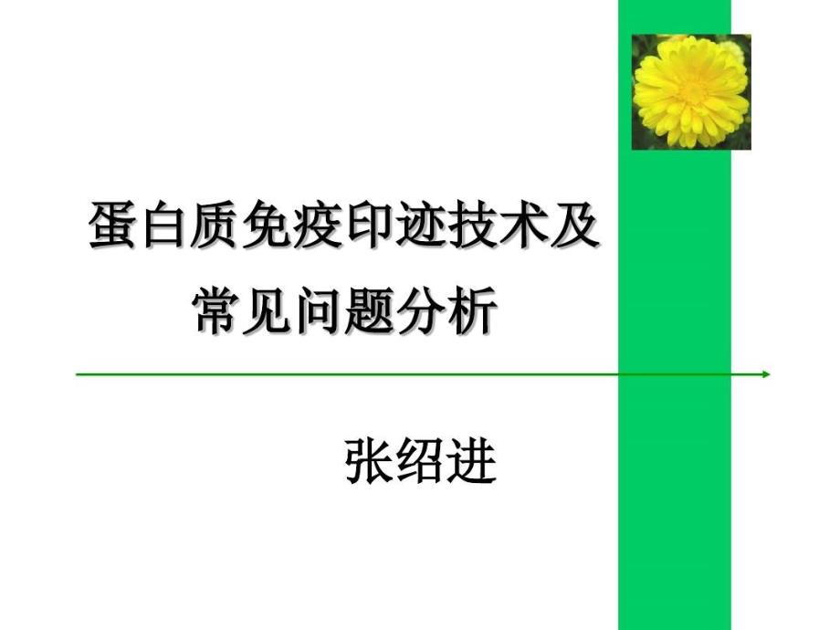 蛋白质免疫印迹技术及常见问题分析课件_第1页