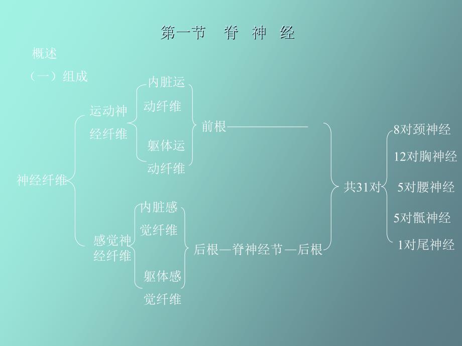 周围神经系统篇_第1页