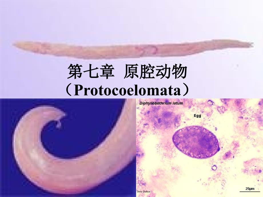 动物生物学原腔动物_第1页