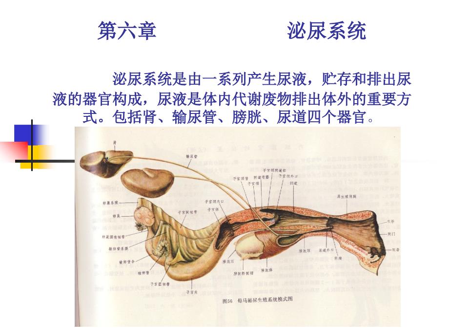 家畜解剖生理第六章泌尿系统_第1页