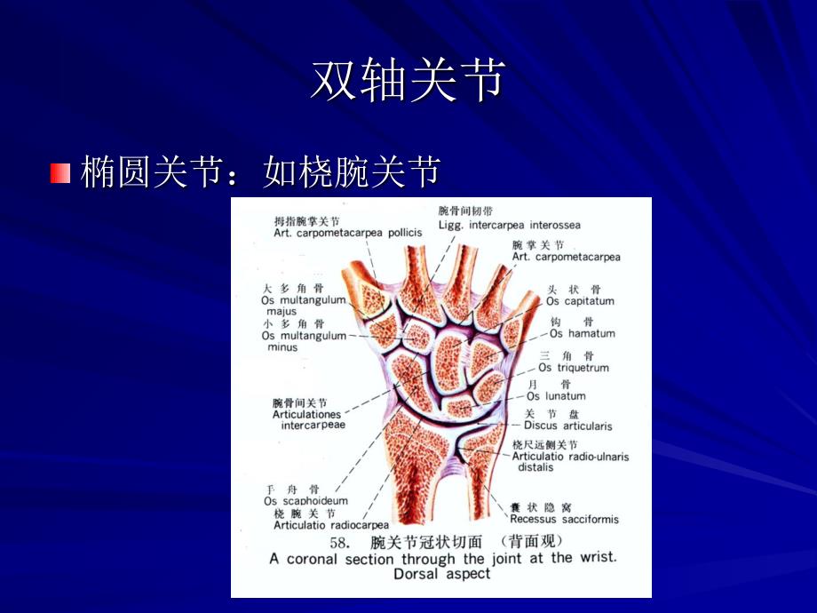 康复运动学基础3上课讲义课件_第1页