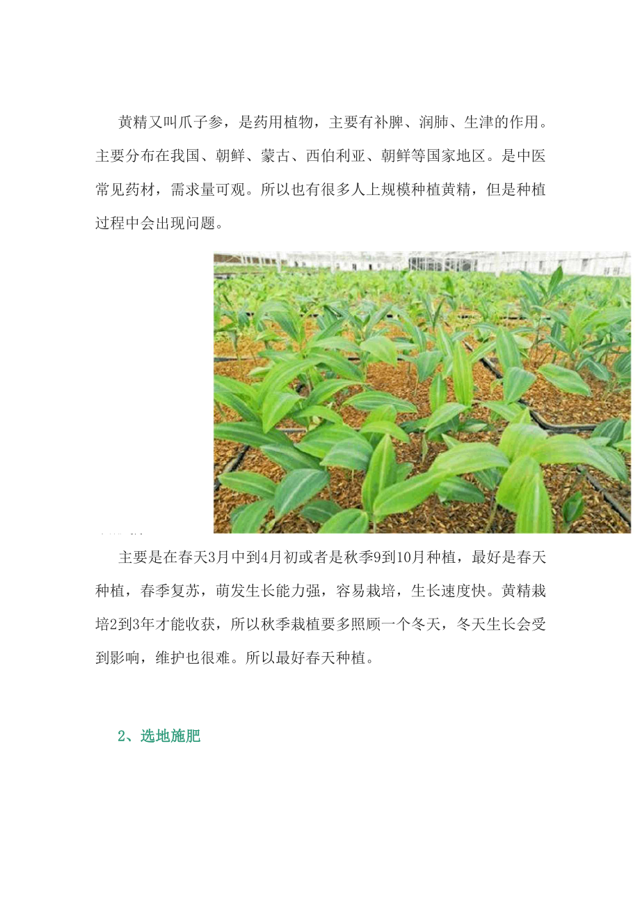 中药材黄精的种植方法和时间_第1页