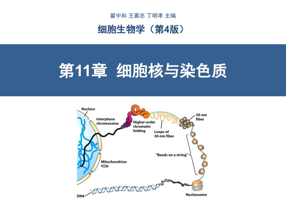 细胞核与染色质(翟中和第四版)_第1页