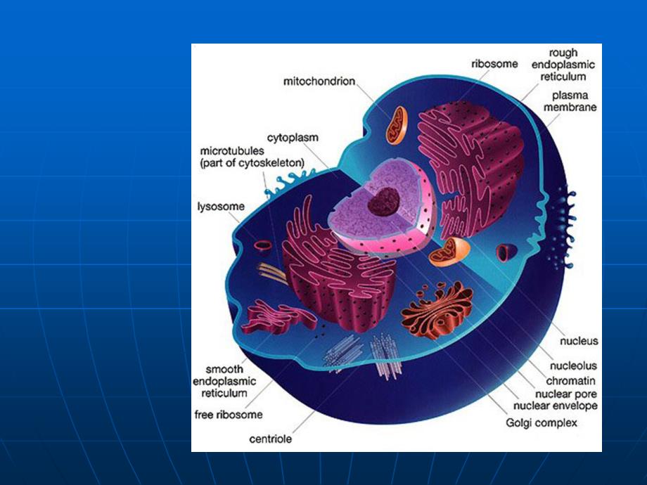 细胞生物学翟中和编第十章-细胞核与染色体_第1页