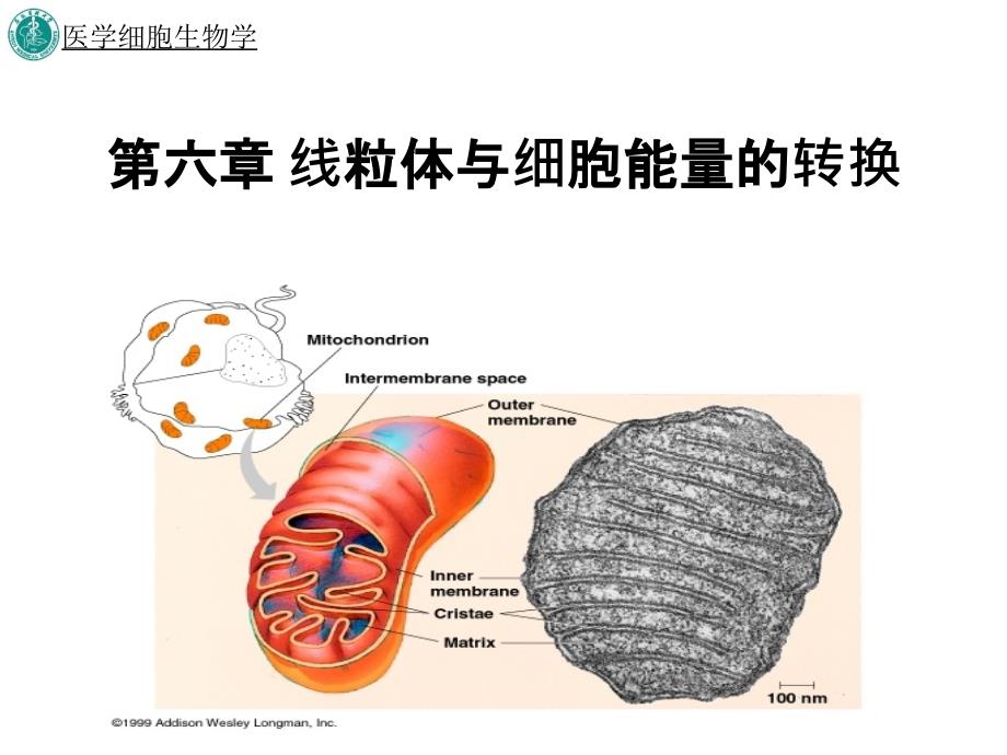 线粒体与细胞能量的转换_第1页