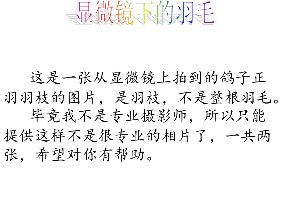 显微镜下的羽毛_第1页