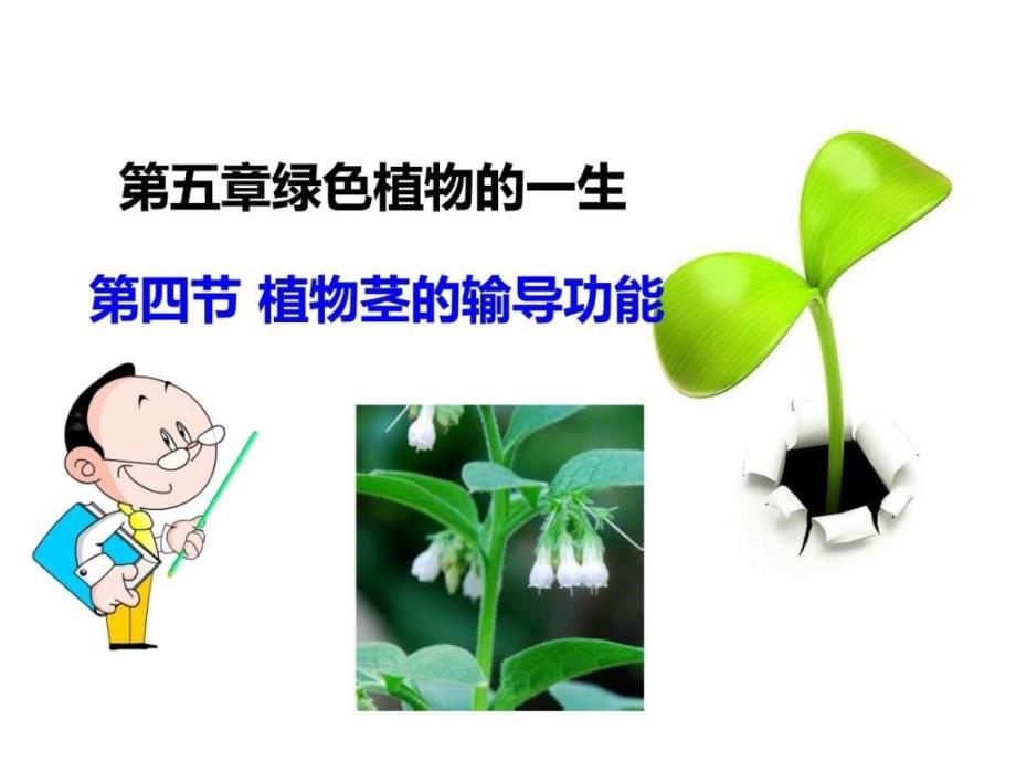 植物茎的输导功能_第1页