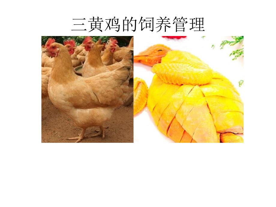 三黃雞的飼養(yǎng)管理_第1頁