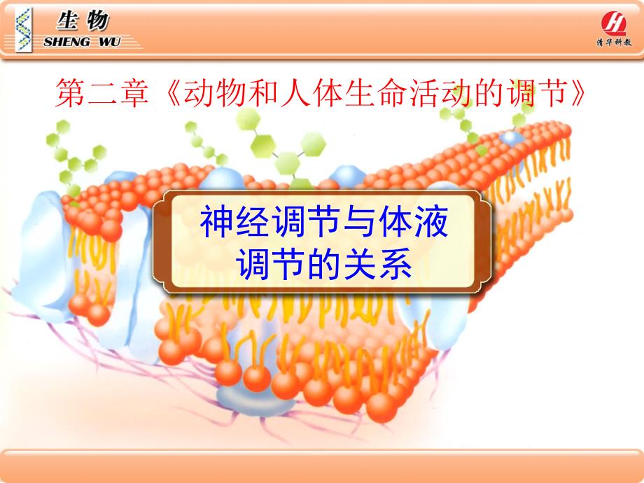 生物学③必修2.3《神经调节与体液调节的关系》PPT课件_第1页