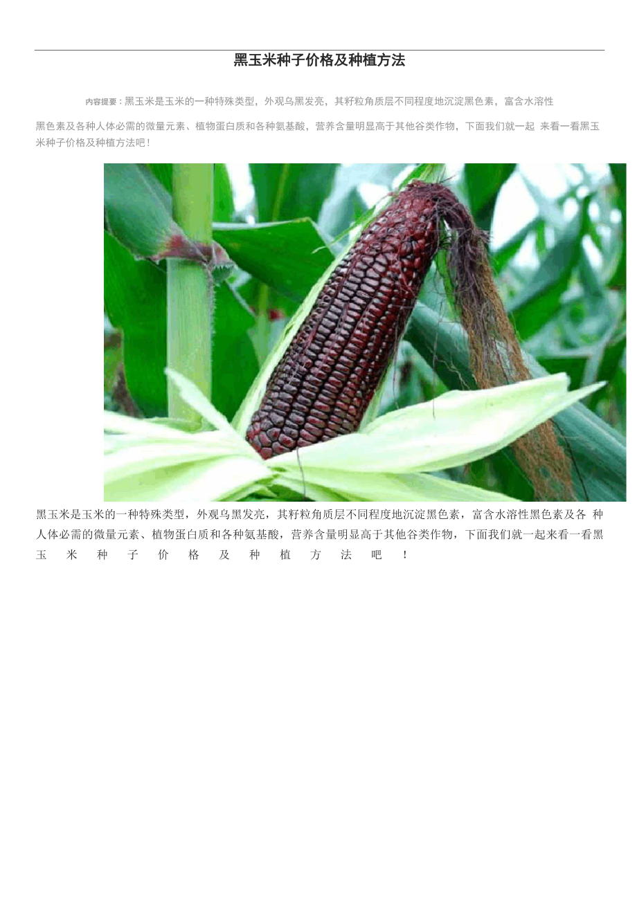 黑玉米种子价格及种植方法_第1页