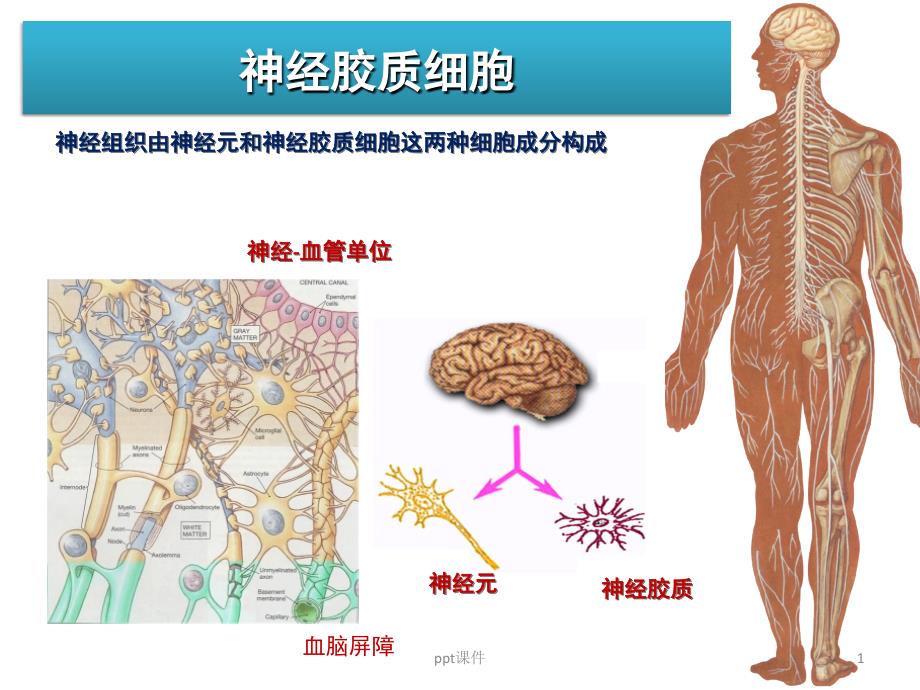 胶质细胞课件_第1页