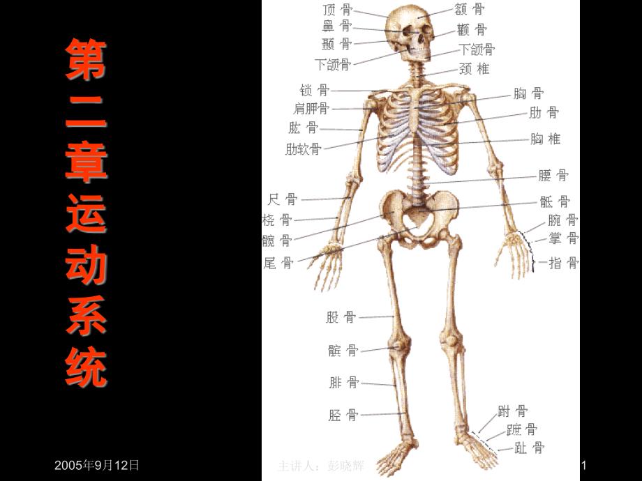 《运动系统骨骼》课件_第1页