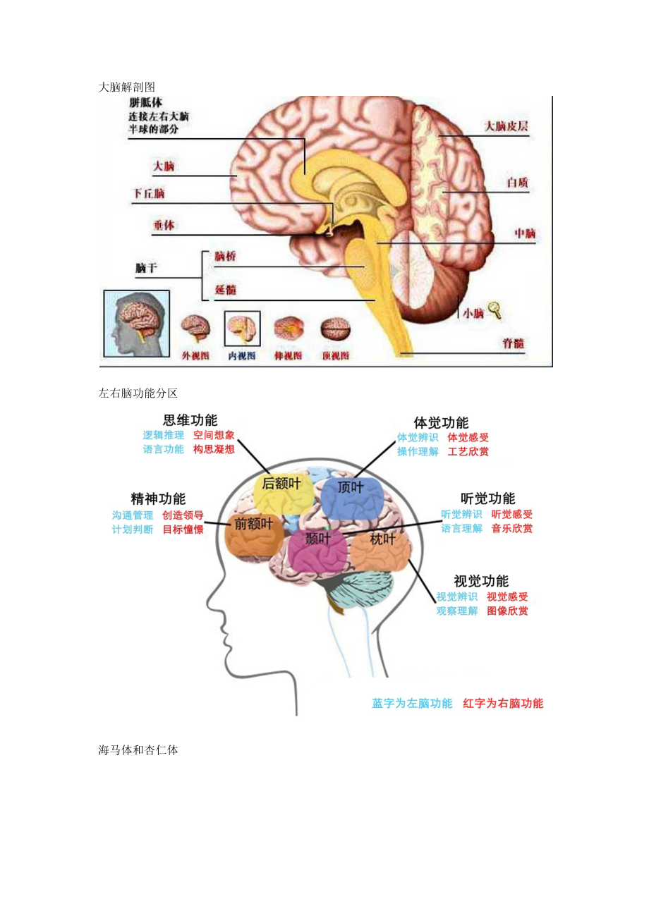 大脑发育和亲子教育关系_第1页