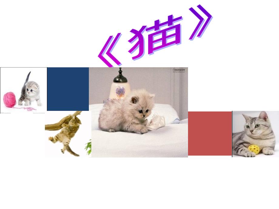 《猫》说课稿PPT课件_第1页