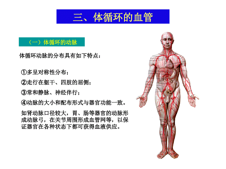 血管体循环动脉_第1页