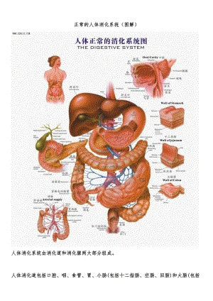 正常的人体消化系统(图解)