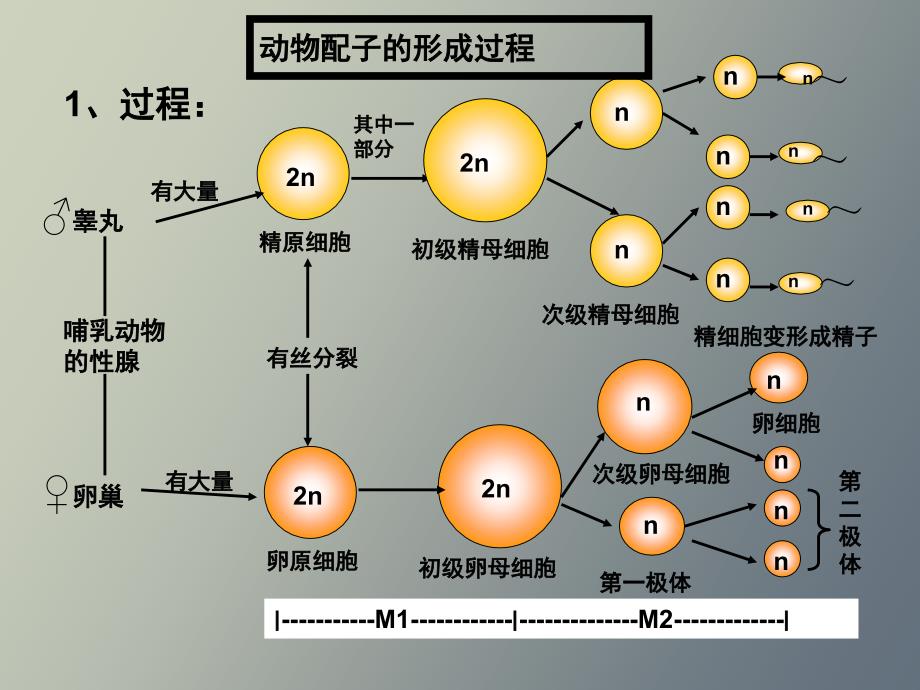 动物配子的形成过程_第1页