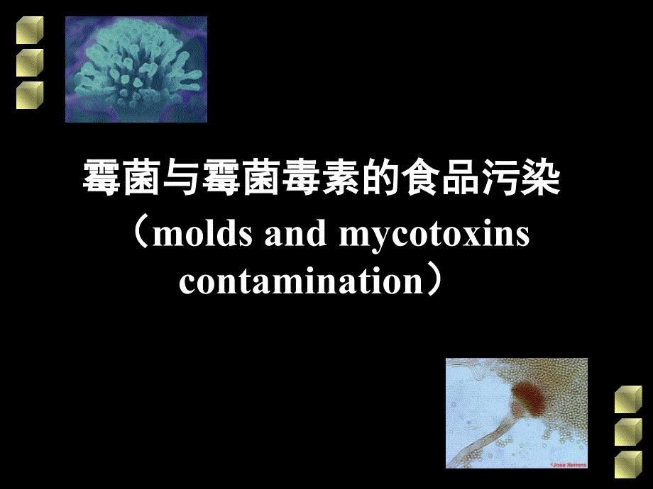 霉菌与霉菌毒素的食品污染_第1页