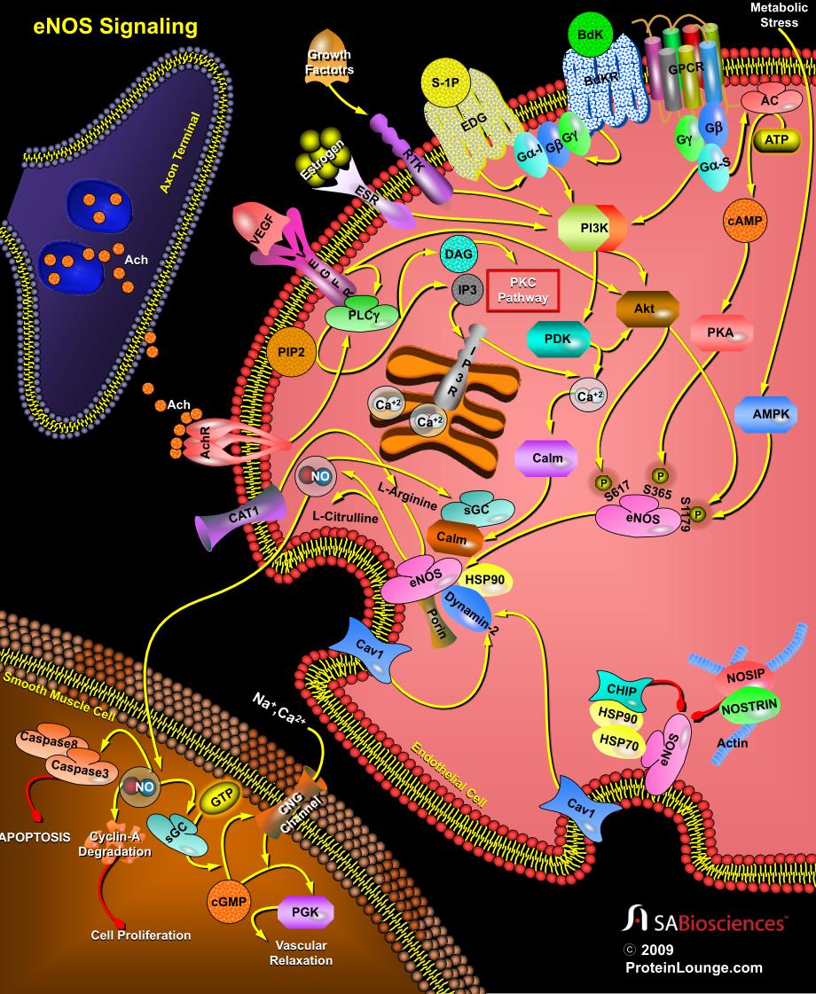 (精品)eNOS_Signaling_第1页