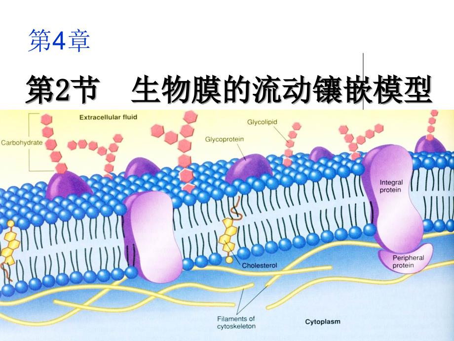 第二节 生物膜的流动镶嵌模型_第1页