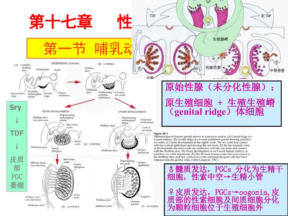 性腺发育和性别决定(1)_第1页