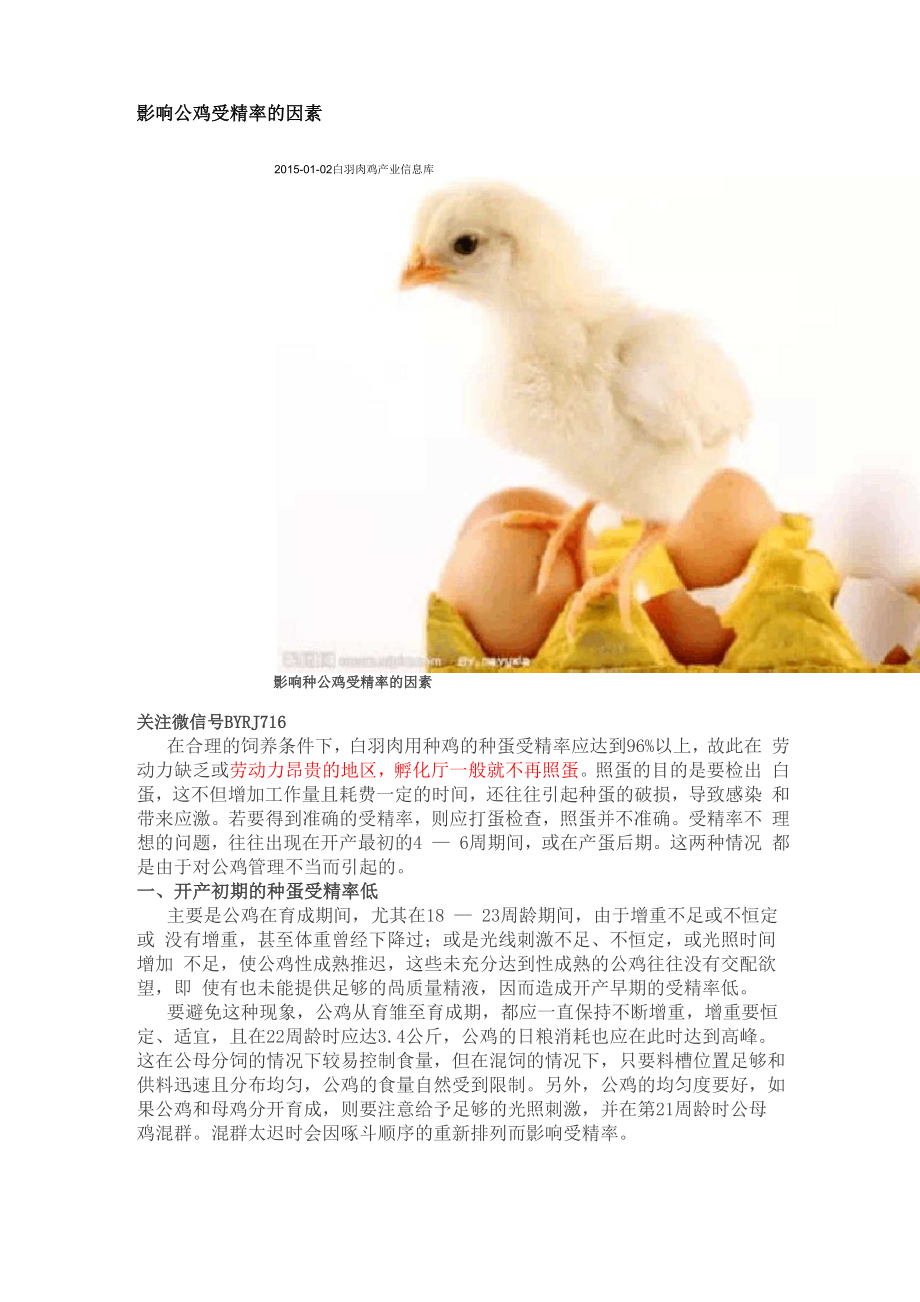 影响公鸡受精率的因素_第1页