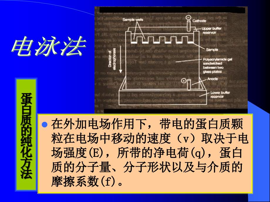 蛋白质纯化方法_第1页