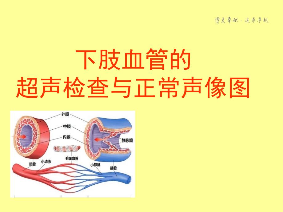 下肢血管的超声检查及正常声像图_第1页