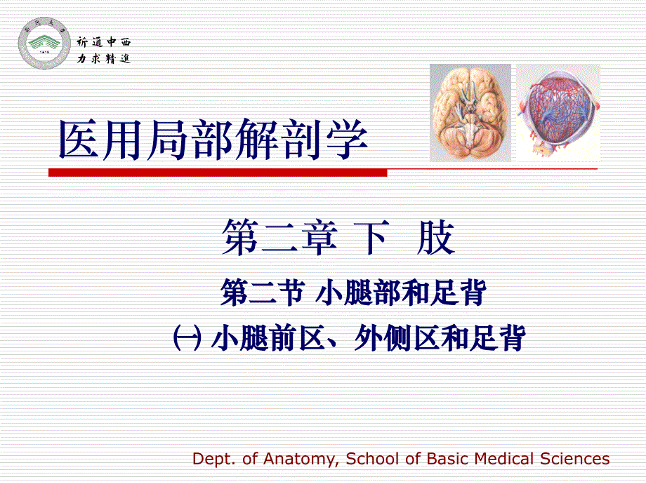 医用局部解剖学-小腿前区、外侧区和足背_第1页