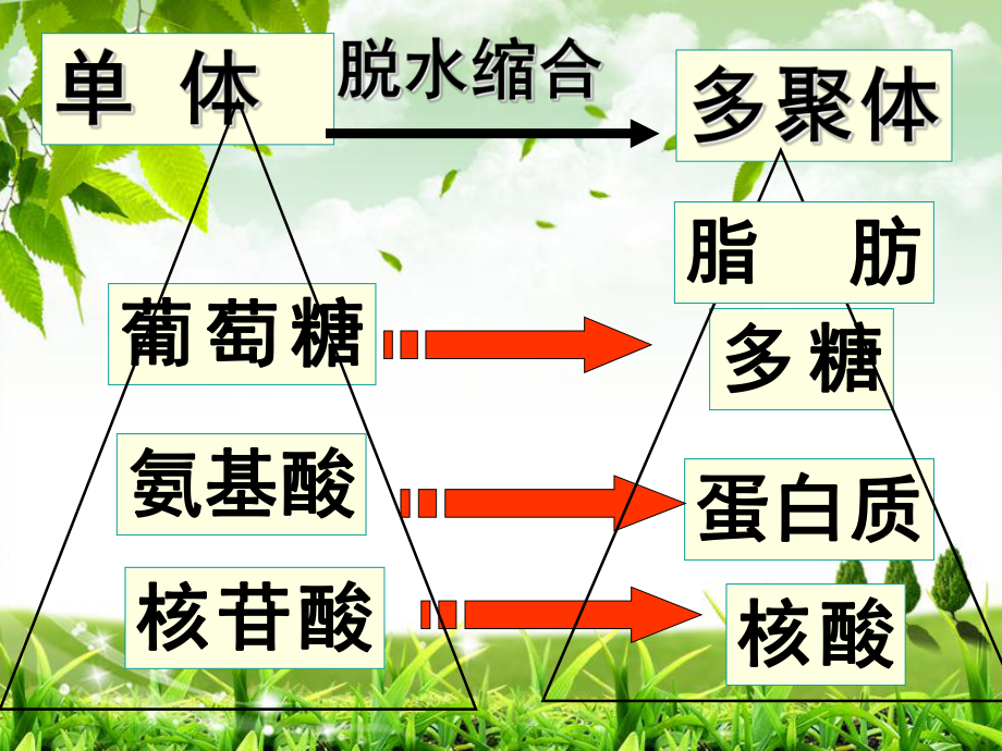 ruirui细胞中的无机物高一自己制作课件_第1页