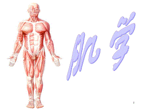 运动解剖学(肌肉)医学PPT课件