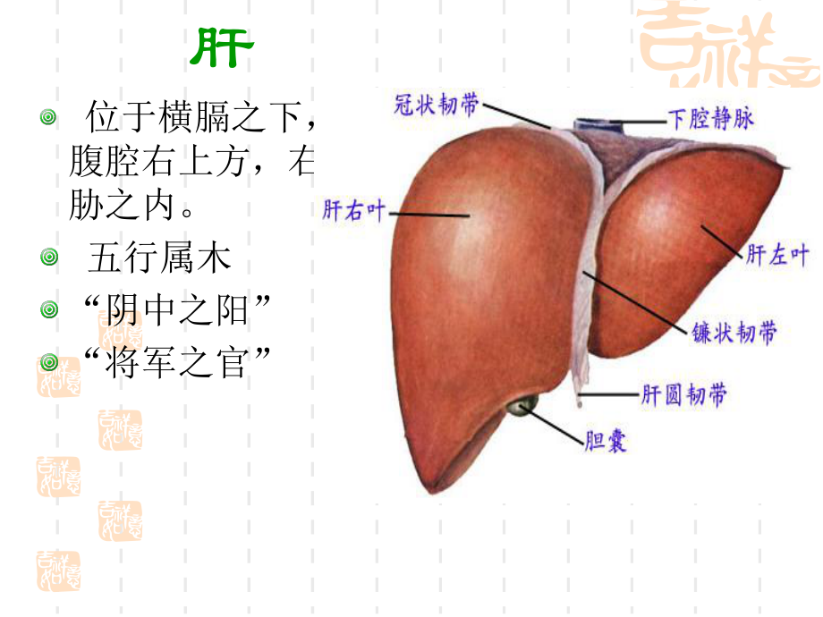 中医基础理论6藏象肝_第1页