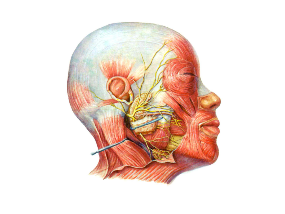 《局部解剖学》教学课件：肌肉图片_第1页