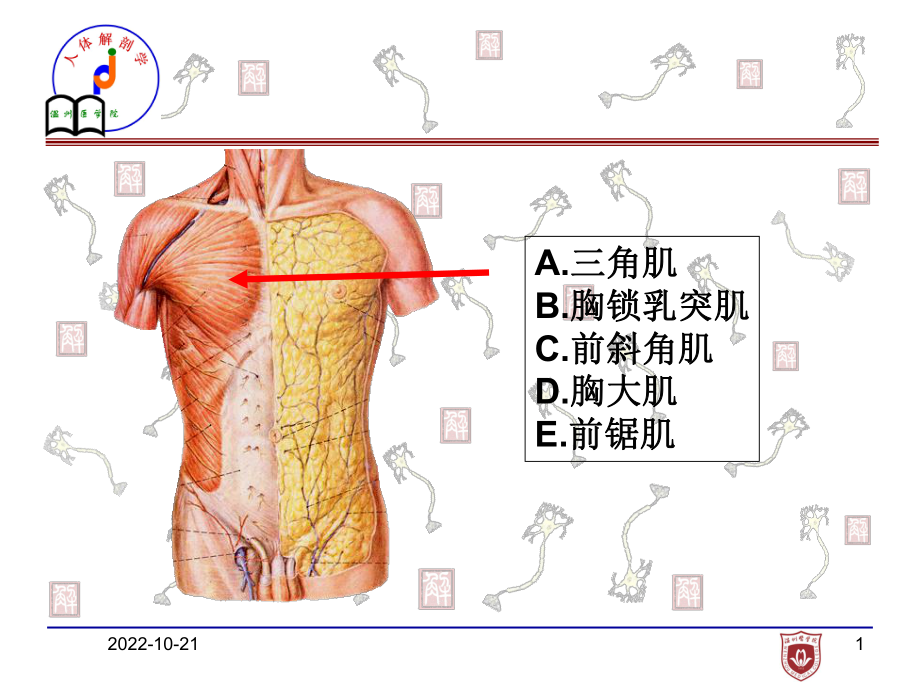 《局部解剖学》实验考试 (5)_第1页