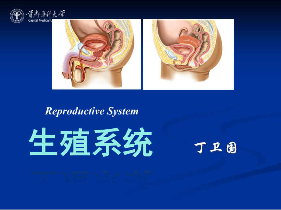 《人体解剖学》教学课件：14 生殖系统_第1页