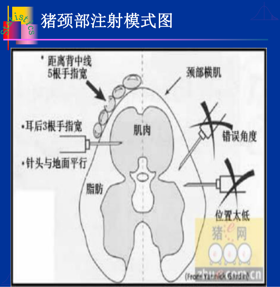 猪注射部位图片_第1页