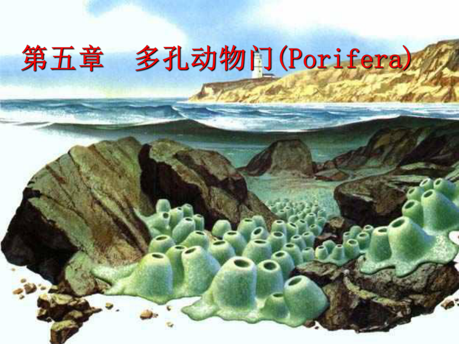 第四章多孔动物门(Porifera)_第1页