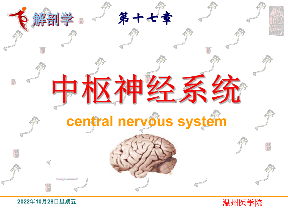 《系统解剖学》教学课件：16中枢神经系统-脊髓_第1页