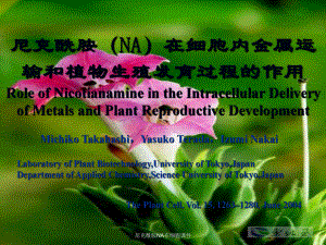 尼克酰胺NA在细胞课件