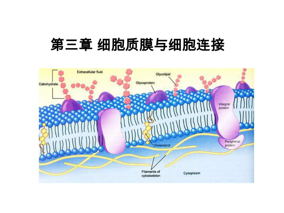 三章节细胞质膜与细连接_第1页