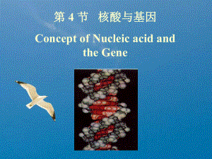 核酸与基因ppt课件